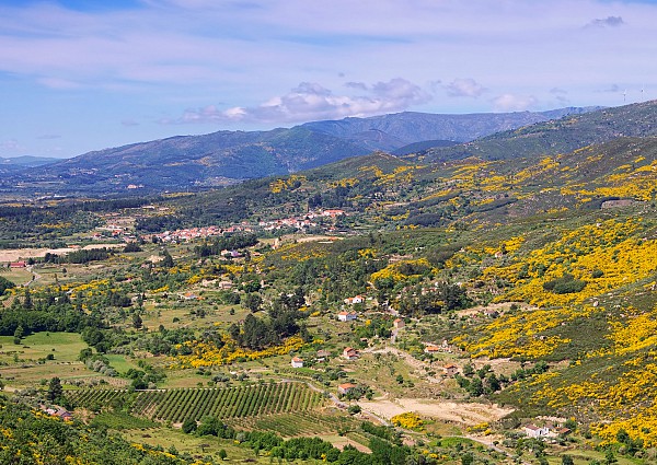 Natuurpark Serra da Estrela met Alpse bloemen in Portugal